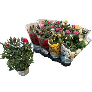 RO KORDANA GEM 4 SRT