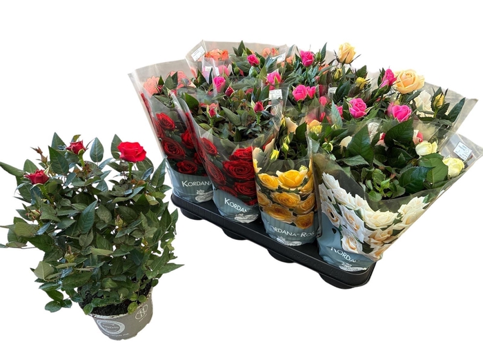 <h4>RO KORDANA GEM 4 SRT</h4>