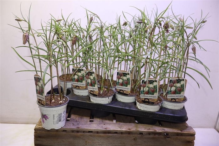 <h4>arr8 Frit Meleagris</h4>