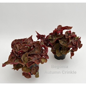 Begonia