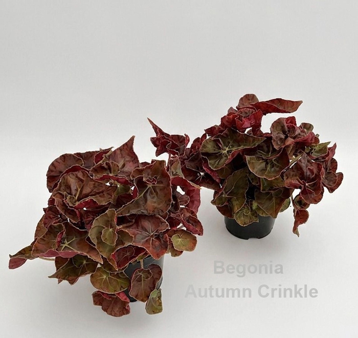 <h4>Begonia</h4>