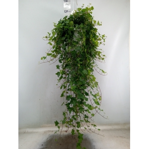Hedera helix 'Pittsburgh'