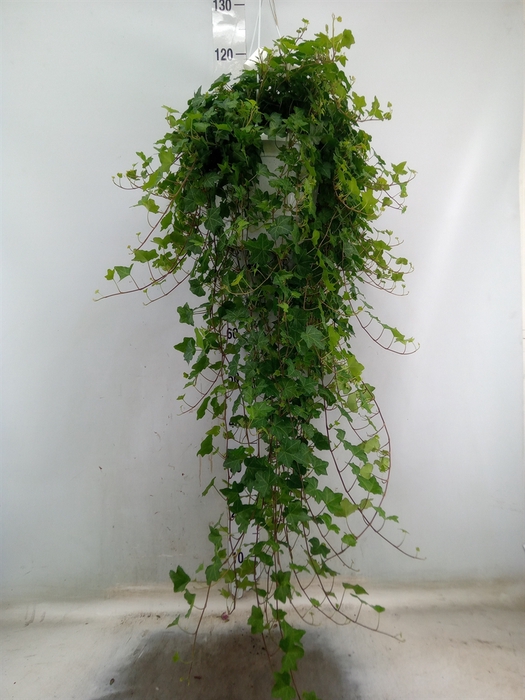 <h4>Hedera helix 'Pittsburgh'</h4>