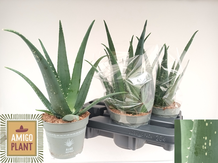 <h4>ALOE VERA</h4>