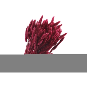 Lagurus Red Raspberry