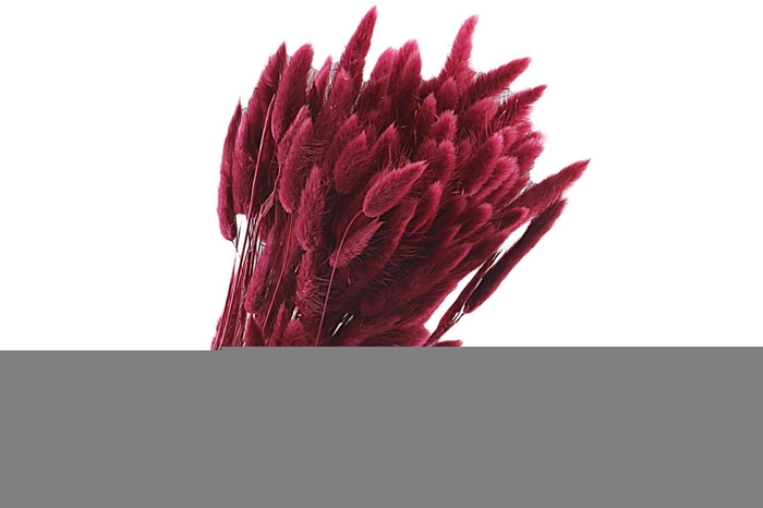 <h4>Lagurus Red Raspberry</h4>