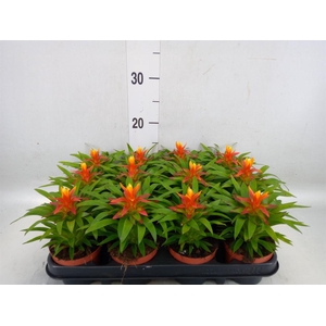 Guzmania  'Theresa'