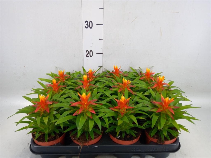 <h4>Guzmania  'Theresa'</h4>