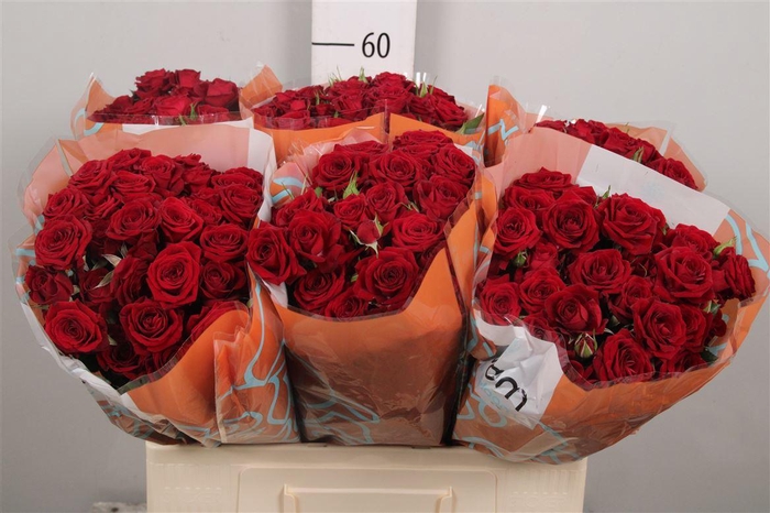 <h4>R Tr Rubicon</h4>