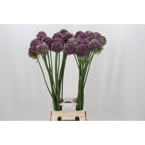 Allium Purple Mystery