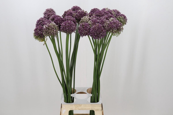 <h4>Allium Purple Mystery</h4>