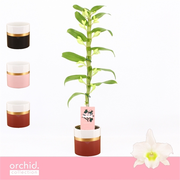 <h4>Dendrobium Nobilé, Apollon 1-spike in Dolomite Horizon 'Orchid Collection'</h4>