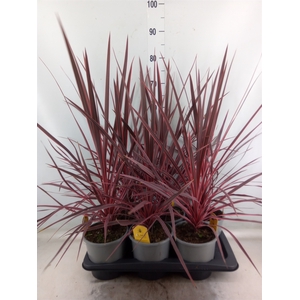 Cordyline   ...