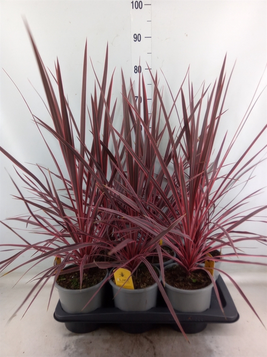 <h4>Cordyline   ...</h4>