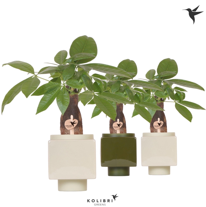<h4>Kolibri Greens Pachira in Cube pot green mix</h4>