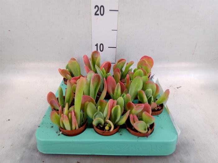 <h4>Kalanchoe NF   ...</h4>