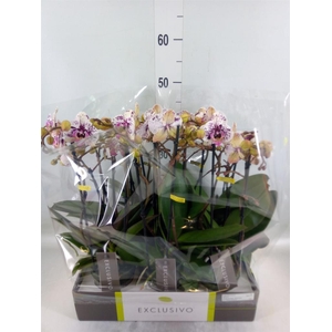 Phalaenopsis multi.   ...