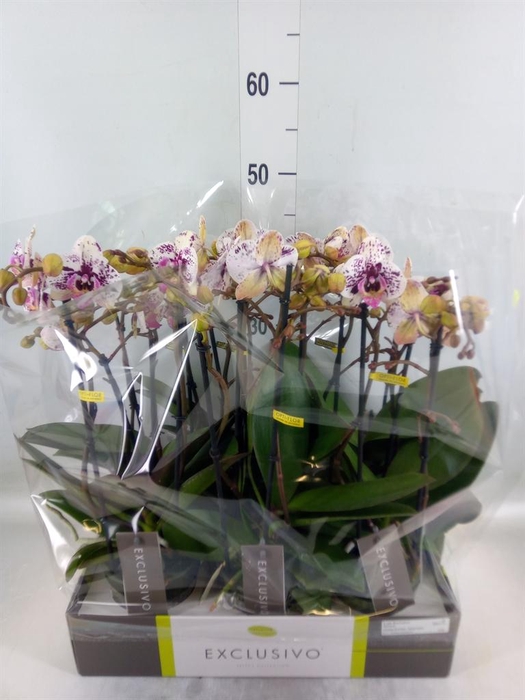 <h4>Phalaenopsis multi.   ...</h4>