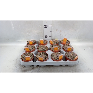 Lithops spp.