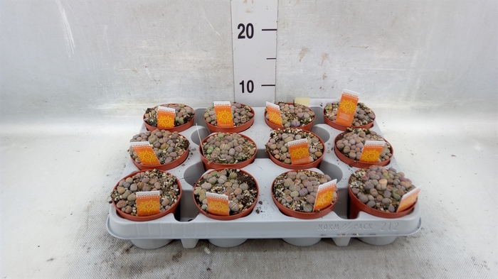 <h4>Lithops spp.</h4>