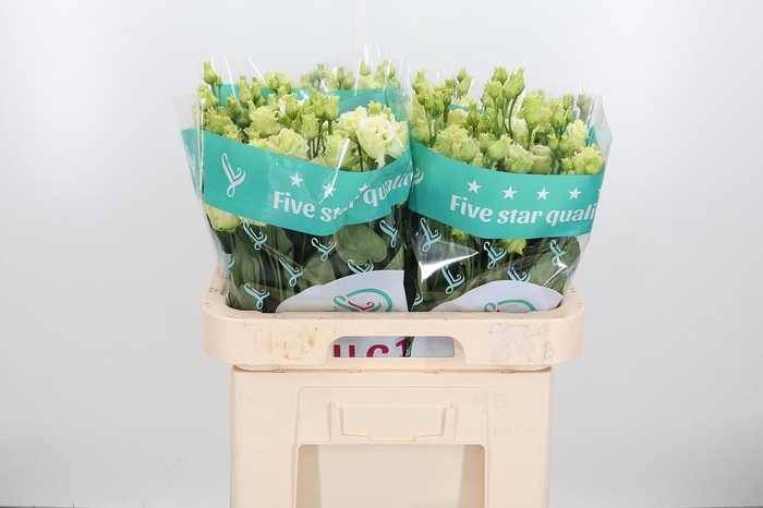 <h4>Eus G Alissa Green</h4>