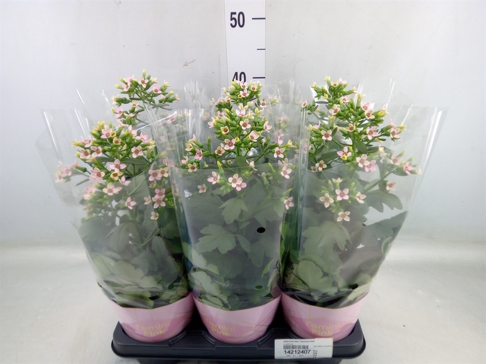 <h4>Kalanchoe blos. 'Feminine Pink'</h4>