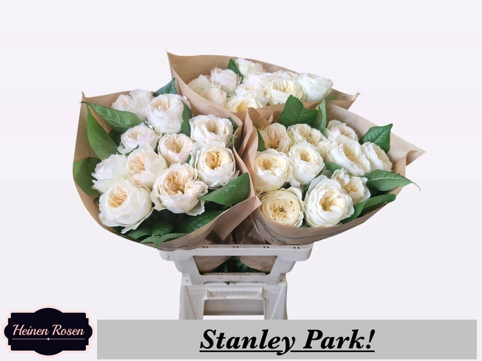 <h4>R GR STANLEY PARK!</h4>