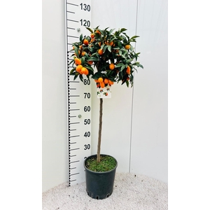 Citrus Kumquat Nagami on stem