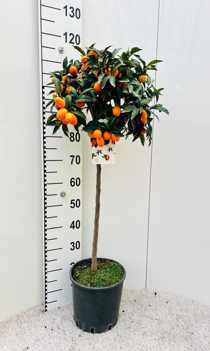 <h4>Citrus Kumquat Nagami on stem</h4>