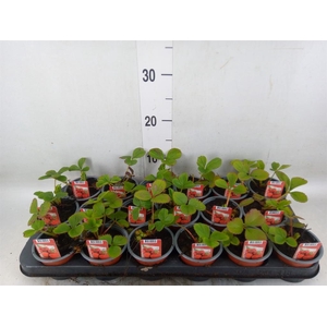 Fragaria ananassa 'Ostara'