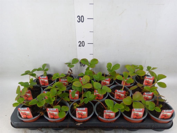 <h4>Fragaria ananassa 'Ostara'</h4>