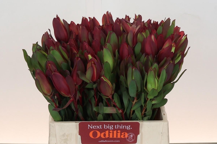 Leucadendron Senorita