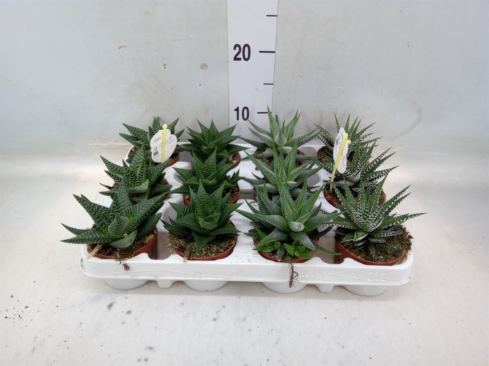 <h4>Haworthia   ...mix</h4>