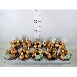 Narcissus taz. 'Geranium'