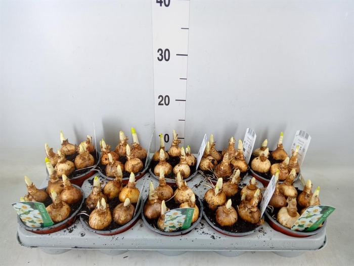 <h4>Narcissus taz. 'Geranium'</h4>