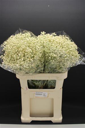 <h4>Gyps Grof Creme</h4>