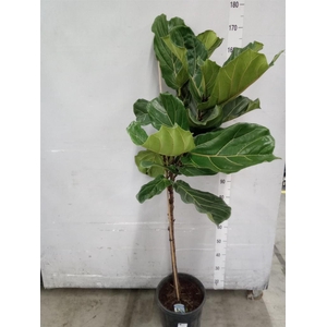 Ficus lyrata