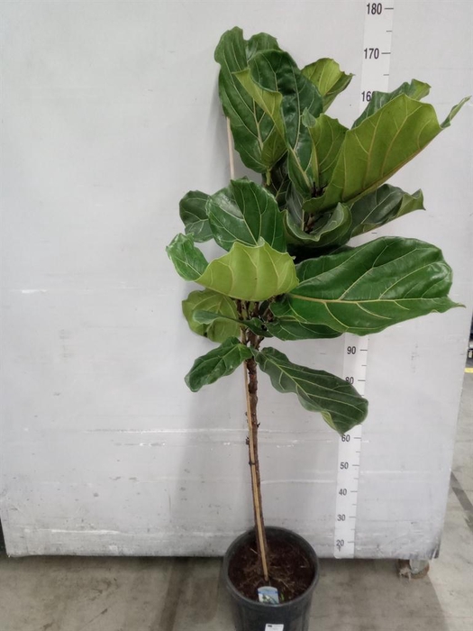 <h4>Ficus lyrata</h4>