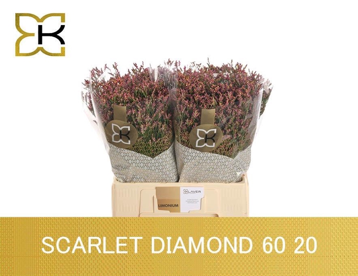 <h4>LIM SIN SCARLET DIA</h4>