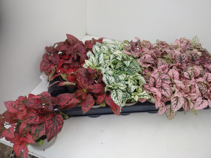 <h4>HYPOEST GEM</h4>