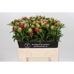 Paeonia coral charm