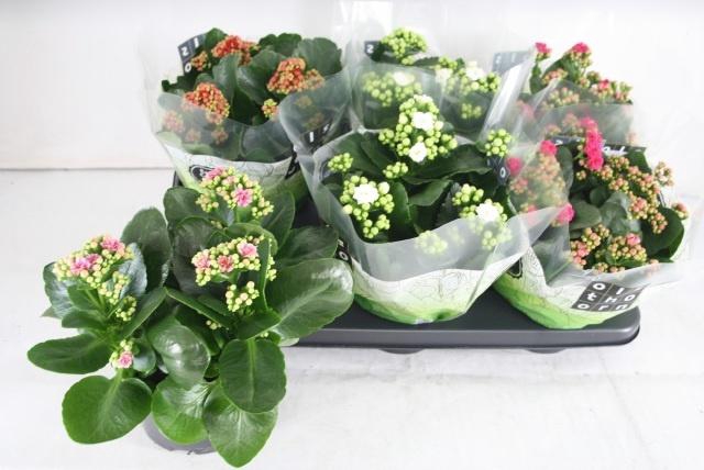 <h4>KAL GE GEM 4 KL</h4>