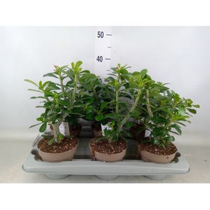 Adenium obesum 'Anouk'