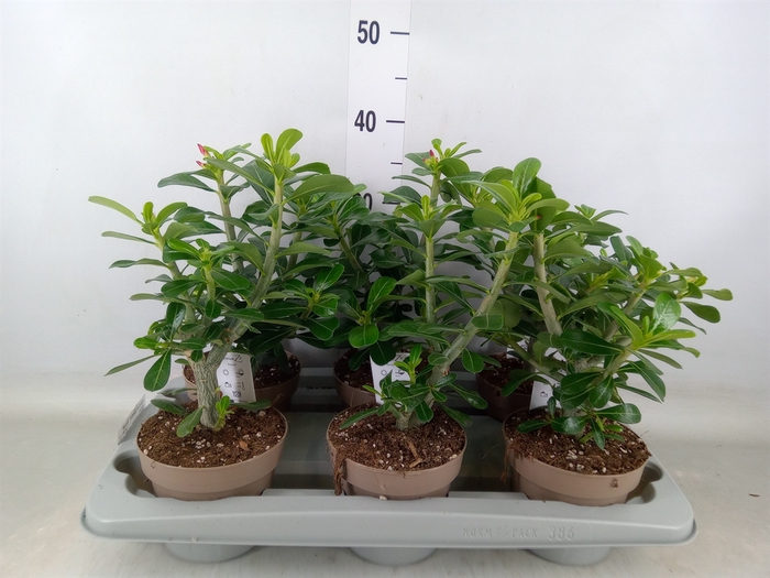 <h4>Adenium obesum 'Anouk'</h4>