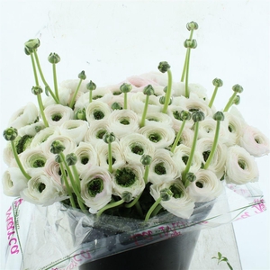 Ran Su Sr Weiss / Rose B205