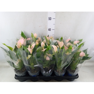 Anthurium andr. 'Joli Peach'