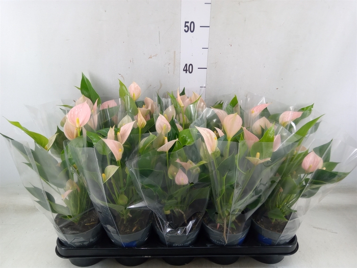 <h4>Anthurium andr. 'Joli Peach'</h4>