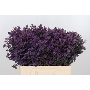 Lim Piuma Dark Blue