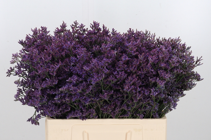 <h4>Lim Piuma Dark Blue</h4>