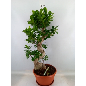 Ficus microcarpa 'Ginseng'
